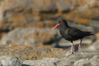 African Oystercatcher (Haematopus moquini), Eastern Cape, South Africa