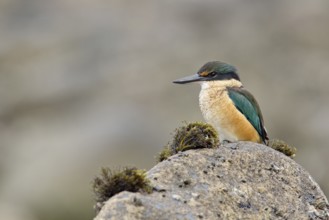 New Zealand kingfisher (Todiramphus sanctus vagans)