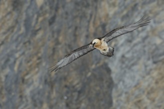 Bearded Vulture (Gypaetus barbatus) flying, Valais, Switzerland