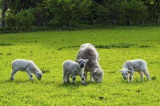 Sheep and farm in Lake District National Park, Coniston Water, Cumbria, England, United Kingdom