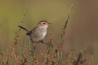 Little Grassbird (Megalurus gramineus), Australia