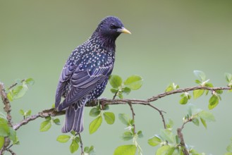 Common Starling (Sturnus vulgaris), Brandenburg, Germany