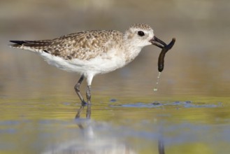 Grey Plover (Pluvialis squatarola), Florida, USA