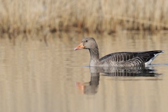Greylag goose (Anser anser), swimming, North Rhine-Westphalia, Germany