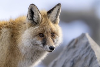 Tibetan red fox (Vulpes vulpes montana), Himalayas, Spitital, Kaza, Himachal Pradesh, India