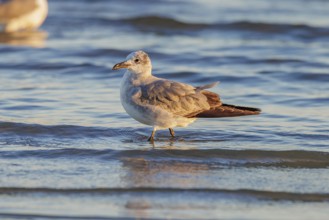 Seagull scouring the waterline searching for food along the Mississippi Gulf Coast in evening light