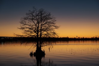 Cypress tree silhouetted against a deep blue and orange sky at sunset on Lake Seminole at the Corps