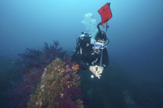 Diver sets the signal buoy in a blue underwater world next to red gorgonians in the Mediterranean