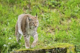Eurasian lynx (Lynx lynx) walking in the grass, Bavaria, Germany