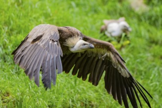 Eurasian griffon vulture (Gyps fulvus) starts flying from a meadow, Bavaria, Germany
