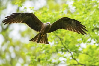 Black kite (Milvus migrans) flying in a forest in early summer, Bavaria, Germany