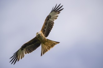 Red kite (Milvus milvus) flying in the sky, Bavaria, Germany