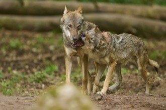 Wolf (Canis lupus), two wolves standing close to each other, one wolf shows its teeth, Germany