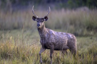 Sambar or horse deer (Cervus unicolor), Corbett National Park, near Ramnagar, Uttarakhand State,