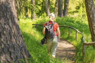 Person with rucksack hiking on a sunny forest path, Alpe di Siusi, Dolomites, South Tyrol, Italy