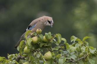 A jay (Garrulus glandarius) sitting on a branch of a pear tree looking at green leaves and unripe