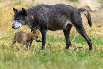 A large black wolf accompanied by a small puppy, Timberwolf, wolf, American wolf, (Canis lupus
