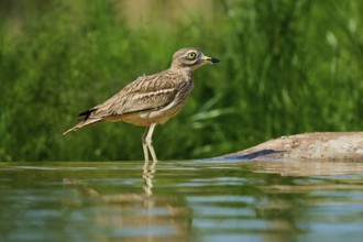 A bird stands in the water, surrounded by green nature, with a clear view, Stone Curlew (Burhinus