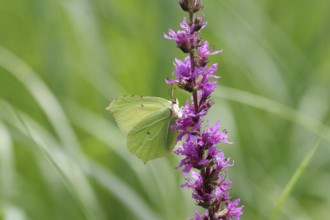 Lemon butterfly (Gonepteryx rhamni), female, purple loosestrife (Lythrum), colourful, nectar,