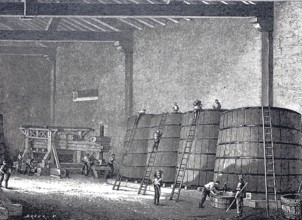 Wine production, view into a fermentation cellar, in the background an old wooden press, around