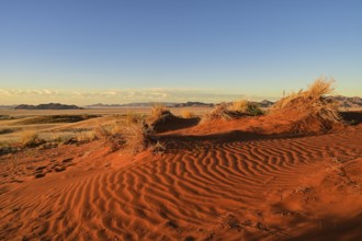 The red sand of the Namib Desert glows in the evening light, Namibia