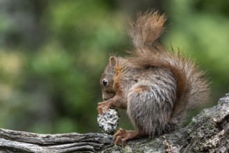 Squirrel (Sciurus vulgaris) with tit dumpling, Emsland, Lower Saxony, Germany