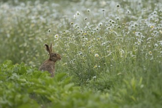 European brown hare (Lepus europaeus) adult animal on the edge of a farmland sugar beet crop with a