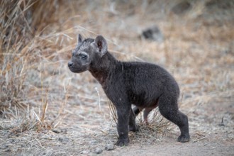 Spotted hyena (Crocuta crocuta), male young, Kruger National Park, South Africa