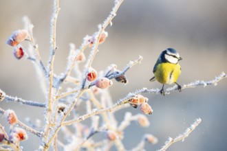 Blue tit (Parus caeruleus) Germany