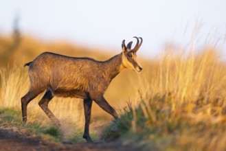 Chamois (Rupicapra rupicapra) on a meadow in the Vosges Mountains, wildlife, France