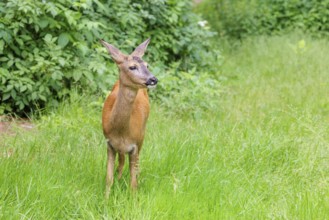 A female roe deer (Capreolus capreolus) stands in a green meadow. Bavaria, Germany