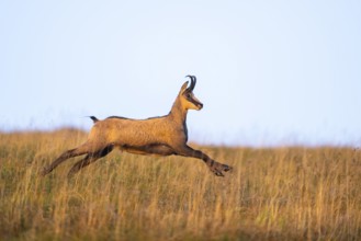 Chamois (Rupicapra rupicapra) on a meadow in the Vosges Mountains, wildlife, France