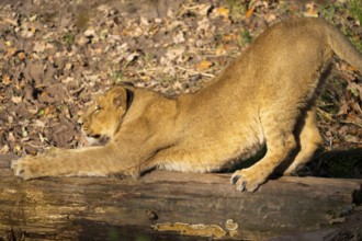 Asiatic lion (Panthera leo persica), youngster, stretching, captive, habitat in India