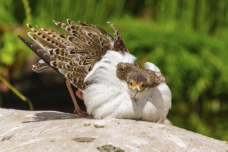 Bird in attack posture with conspicuous white plumage, ruff (Calidris pugnax, Syn.: Philomachus