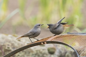 A female black redstart (Phoenicurus ochruros) and a young bird begging for food sitting in front