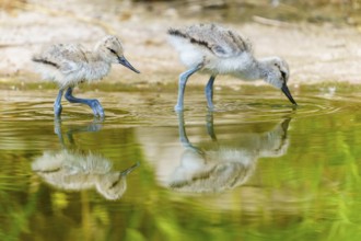 Two young birds on the water, with clear reflection on the surface, Avocet, (Recurvirostra