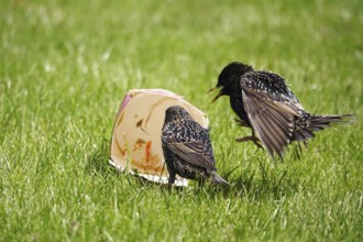 Starlings with fast food in a meadow, Germany