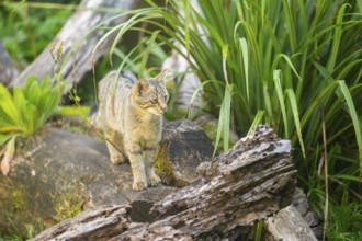 European wildcat (Felis silvestris silvestris) on rock, Hesse, Germany
