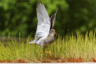 Bird with raised wing in a meadow in the open air, redshank, (Tringa totanus), France