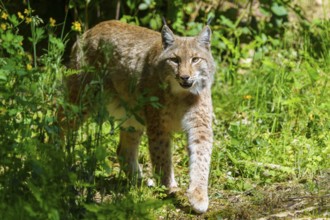 A lynx walking through sunlit grass in the forest, the surroundings glowing in shades of green,