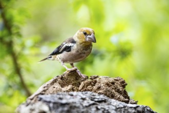 Hawfinch (Coccothraustes coccothraustes) Germany