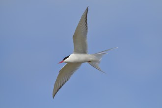 Arctic Arctic Tern (Sterna paradisaea), adult bird in flight, wildlife, nature photography,
