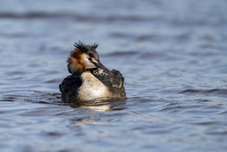 Great Crested Grebe (Podiceps scalloped ribbonfish), with chicks on its back, Vulkaneifel,