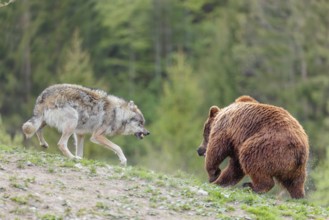 A Eurasian gray wolf (Canis lupus lupus) encounters a European brown bear (Ursus arctos arctos) in