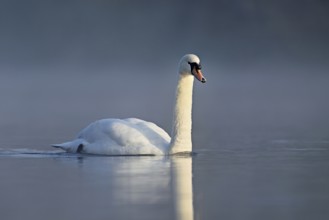 Mute swan (Cygnus olor), swimming in the morning light on the Flachsee, nature reserve, Reusstal,