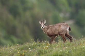 Where have all the flowers gone... Chamois (Rupicapra rupicapra), chamois feeding on grasses and