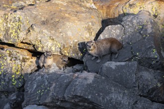Rock hyrax (Procavia capensis), group on rocks in the evening light, Mpumalanga, South Africa