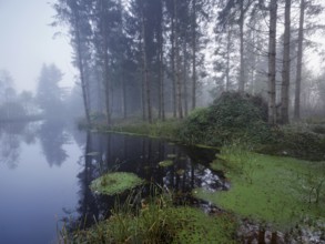 Ballmoos forest reserve, raised bog in the fog, Lieliwald, Lindenberg, Horben, Canton Lucerne,