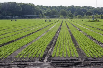 Orangeville, Michigan - Radishes growing on a farm in western Michigan