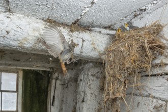 Black redshank (Phoenicurus ochruros) in flight to feed its chicks in the nest in an old barn. Bas